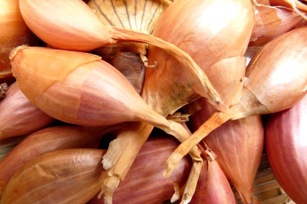 Кракен современный даркнет маркет плейс